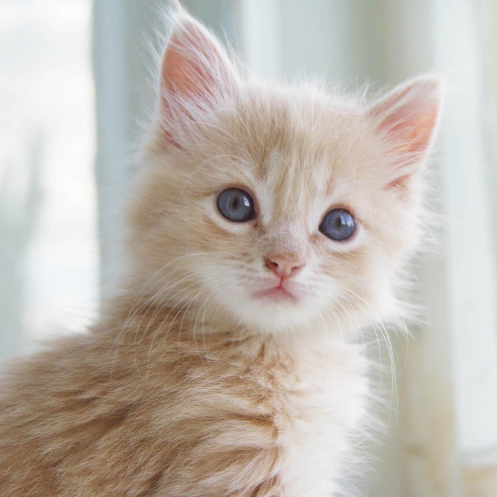 world-s-cutest-kitten-37664100.jpg