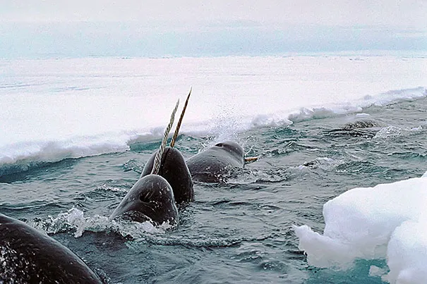 narwhal-tusk2_605_1.webp